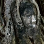 Der Kopf des Buddha wird vom Wurzelgeflecht eines Baumes umrahmt