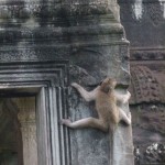 Die Affen hatten Ihren Spaß, an den Wänden und Säulen des Tempels herumzulaufen