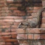 Die Tierwelt im Wat Nok