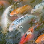 Fische im Wat Yai Chaya Mongkol