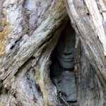 Ganz versteckt ist das Lächelnde Bild des Buddhas unter der Wurzel eines Baumes