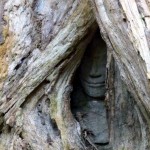 Ganz versteckt ist das lächelnde Bild des Buddhas unter der Wurzel eines Baumes