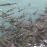 Massig Fische warten in den Wasserfallpools auf unsere Füße
