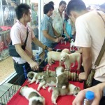 Hundeverkaufsstand auf dem Chatuchak - Markt