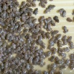 Frösche zu Verkaufen auf dem Chatuchuk - Markt