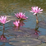 Seerosen direkt vor unserem Zimmer