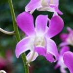 1000de verschiedener Arten von Orchideen waren zu bestaunen