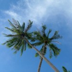 Auf dieser Insel gibt es unglaublich viele Palmen.