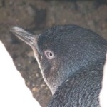 Dieser Herr Pinguin hatte sich unter den Steinen versteckt. Aber unserer Kamera entkommt keiner!