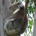 Dieser Kollege hatte es so gar nicht eilig. Tiefenentspannt saß er im Baum und knabberte an seinen Eukalyptusblättern.