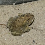 Kermit posiert vor unserem Restaurant.