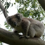 Wir hatten Glück, dass die Koalas tatsächlich wach waren.