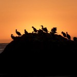 Zuerst dachten wir es wären Pinguine gewesen, aber auch die See-Vögel sahen super aus im Licht des Sonnenuntergangs.