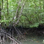 Zuerst ging es durch eine riesige Mangrovenlandschaft