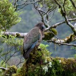 Kea, der einzige Alpinpapagei der Welt