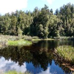 Lake Matheson. so sollte sich auch der Fox Gletscher spiegeln. Leider war es an dem Ufer zu windig.