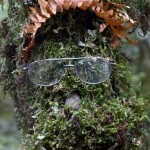 Philipps Waldgeist Kreation