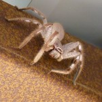 Tag 10 - Eine riesige Spinne hatte uns beim Lunch zugeguckt.