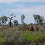Tag 8 - Eine Gruppe wilder Camele zwischen den Olgas und dem Ayers Rock.