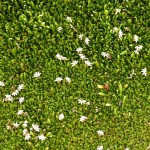 Weiße Blümchen auf grünem Moos. Sieht künstilch aus, ist es aber nicht.