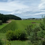 Ausblick vom Weingut