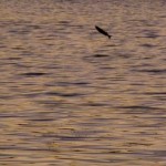 Fliegende Fische bei unserem Camping Platz im Whangaruru North Head Scenic Reserve