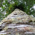 Kauri Baum