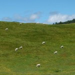 Schäfchenzählen auf dem Weg an den Wharariki Beach