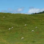 Schäfchenzählen auf dem Weg an den Wharariki Beach