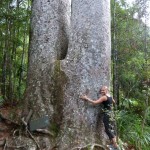 Siamesischer Kauri Baum