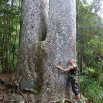 Siamesischer Kauri Baum