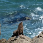 Stolz wie Oscar, dieser Seehund am Cape Foulwind.