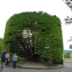 ungewöhnlicher Kletterbaum auf dem Hügel zum Eingang des Botanischen Gartens